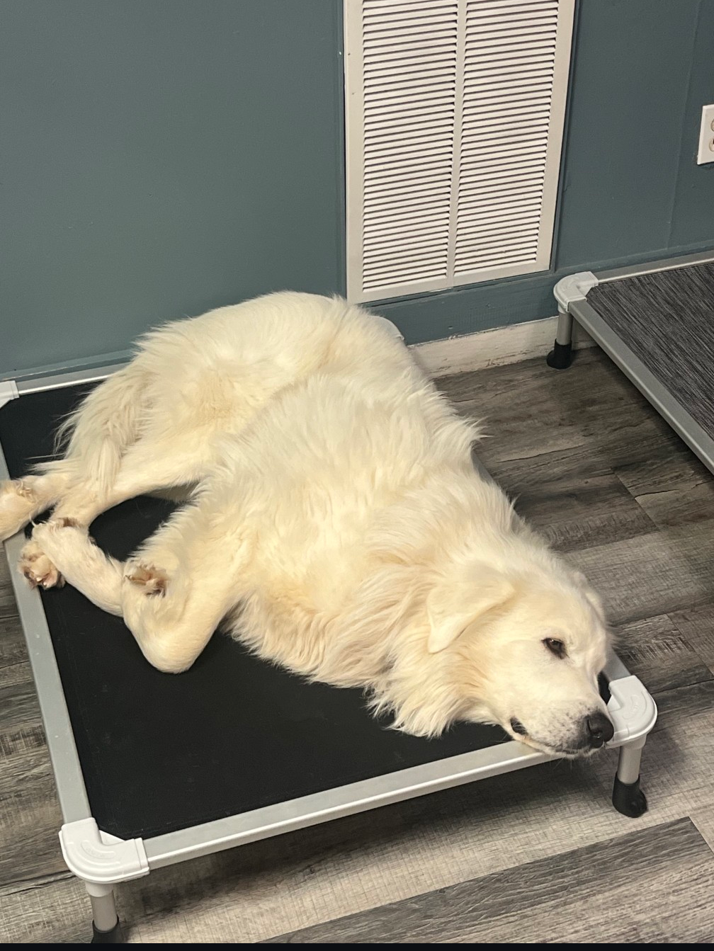 Hatchie Needs A Service Dog